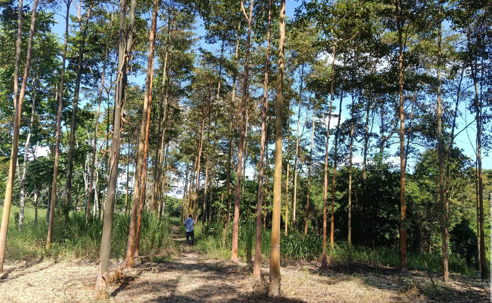 Conservación de Bosques